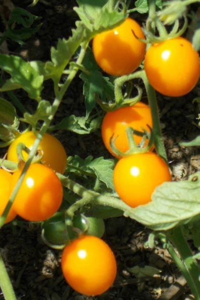 Muka Botanik Hybrite Turuncu Domates Tohumu / 5+ Adet Tohum - Resim 4