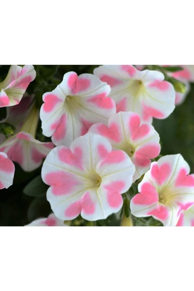 Muka Botanik 10 Adet Beyaz-pembe Kalpli Bodur Petunya Tohumu Ithal ürün görseli