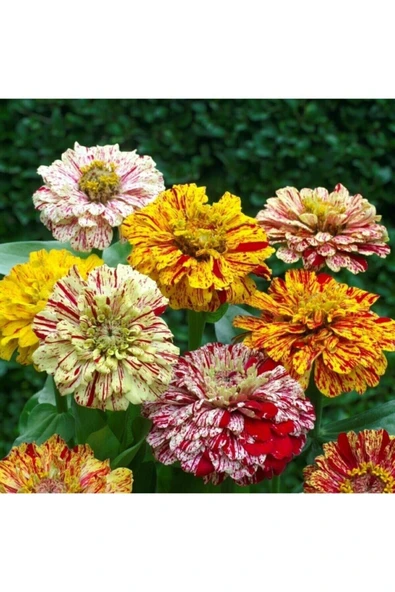 Muka Botanik Karışık Renkli Lekeli Zinnia Çiçeği Tohumu - Resim 2
