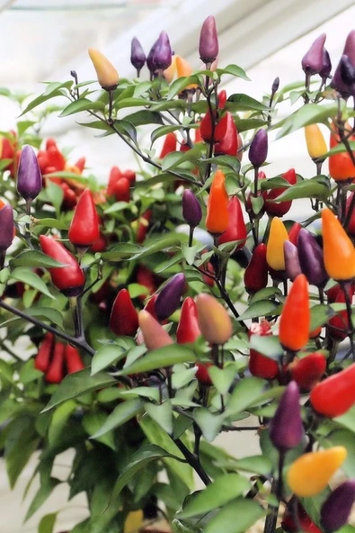 Muka Botanik Renkli Acı Süs Biberi Tohumu 40 Adet Tohum - Resim 5