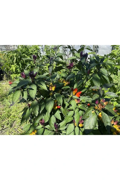 Muka Botanik 20 Adet Nadir Karışık Peru Süs Biberi Tohumu - Resim 3