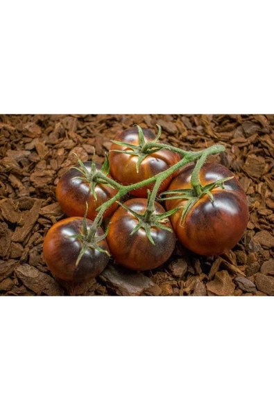 Muka Botanik 20 Adet Chestnut Chocolate Domates Tohumu ürün görseli