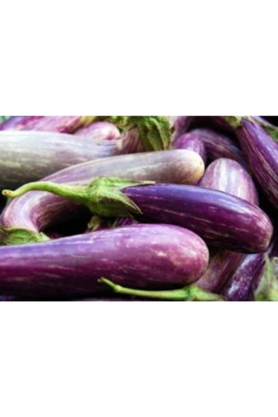 Muka Botanik Nadir Benekli Kemer Patlıcan Tohumu Ekim Seti - Resim 5