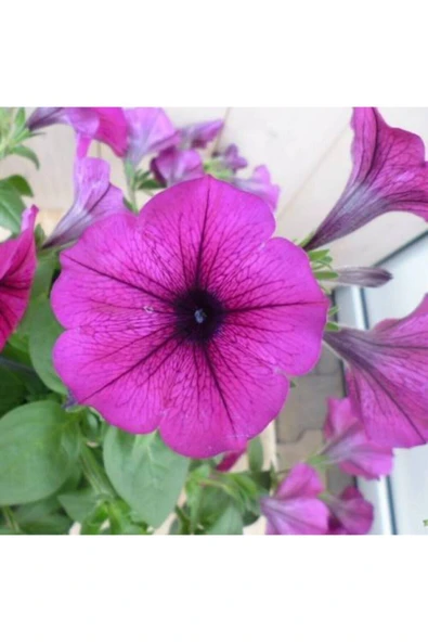 Muka Botanik 10 Adet Gül Kurusu Renkli Bodur Petunya Tohumu Ithal ürün görseli