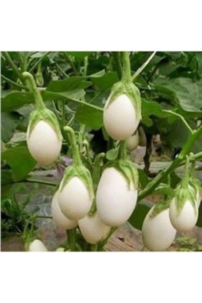 Muka Botanik Nadir Ithal Beyaz Patlıcan Tohumu Ekim Seti 5 - Resim 4