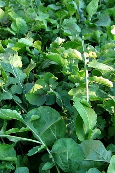 Muka Botanik Yerli Geleneksel Roka Tohumu / 50 Adet Tohum - Resim 5