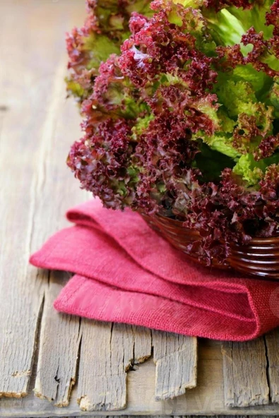 Muka Botanik Kırmızı Kıvırcık Marul Tohumu / 20 Adet Tohum - Resim 2