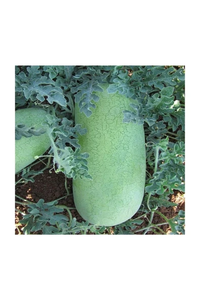 Muka Botanik Nadir Ithal Çarliston Gray Karpuz Tohumu 5 Adet Tohum - Resim 2