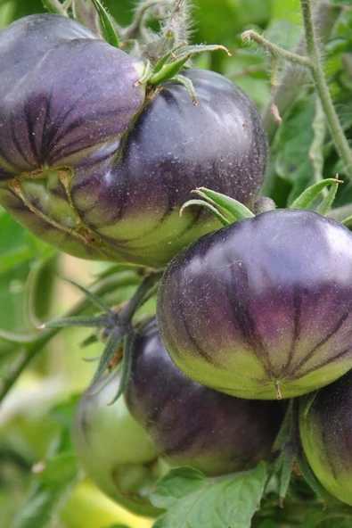 Muka Botanik Mor Domates Tohumu 20 Adet - Resim 5