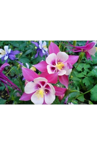 Muka Botanik 30 Adet Columbine Aquilegia Vulgaris Tohumu - Resim 5