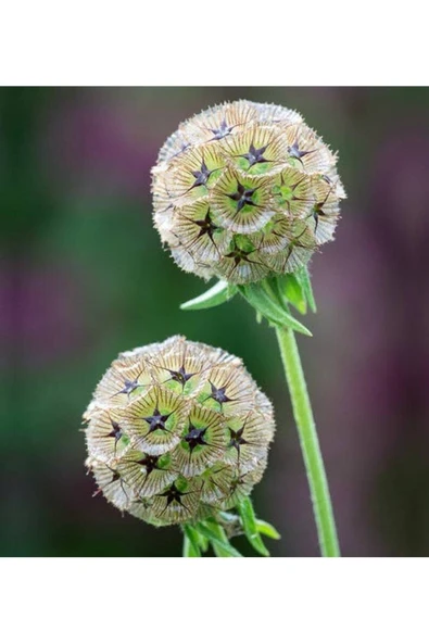 Muka Botanik 5 Adet Scabıosa 'sternkugel'’ Tohumu ürün görseli