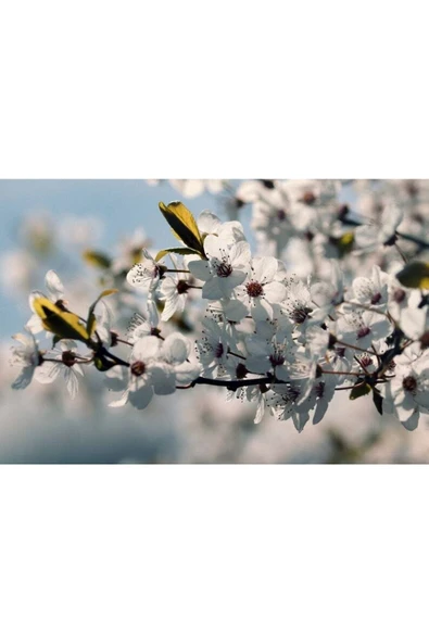 Muka Botanik 10 Adet Black Cherry (kiraz) Tree Tohumu - Resim 3