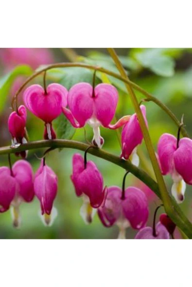 Muka Botanik Ithal Pembe Dicentra Çiçeği Tohumu Ekim Seti - Resim 5