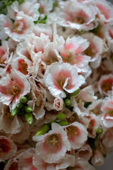 Muka Botanik Pudra Godetya Yer Açelyası Çiçek Tohumu 10 15 Adet ürün görseli