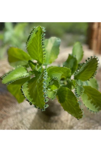 Muka Botanik 5 Adet Mother Of Thousands Tohumu - Resim 3