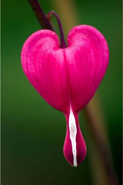 Muka Botanik 5 Adet Pink Bleeding Heart Tohumu - Resim 2