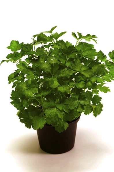 Muka Botanik Yediveren Maydanoz Tohumu 50 Adet Tohum - Resim 3