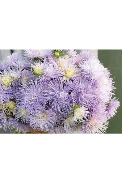 Muka Botanik 10 Adet Hazaster Hagan Light Blue Aster Tohumu ürün görseli