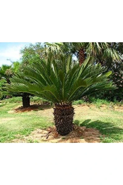 Muka Botanik Ithal Sikas Süs Ağacı Tohumu Ekim Seti - Resim 4