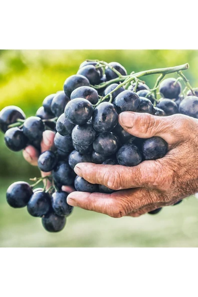Muka Botanik Nadir Siyah Şarköy Üzüm Tohumu 40 Adet Tohum - Resim 2