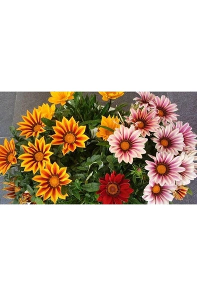 Muka Botanik 10 Adet White Gazania Tohumu - Resim 2