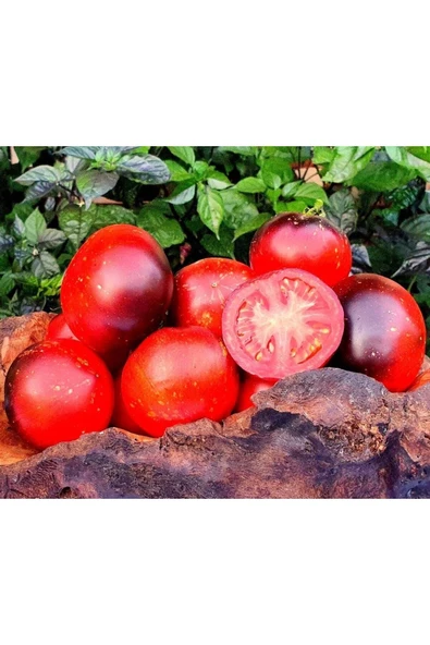 Muka Botanik 20 Adet Cosmos Domates Tohumu - Resim 3