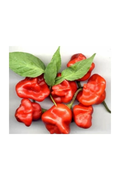 Muka Botanik Süper Paket 250 Adet Tohum Ithal Nadir Gül Biberi Tohumu Bishops Tacı ürün görseli