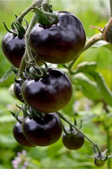 Muka Botanik Siyah Kumato Domatesi Tohumu / Eko Paket 25 + Adet Tohum ürün görseli