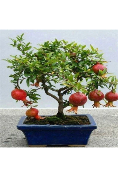Muka Botanik Nadir Ithal Bodur Nar Bonzai Ağacı Tohumu 5 Tohum Bonsai Tohumu ürün görseli