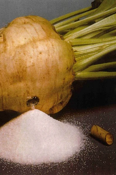 Muka Botanik Yerli Beyaz Şeker Pancarı Tohumu / 40 Adet Pancar Tohumu - Resim 5