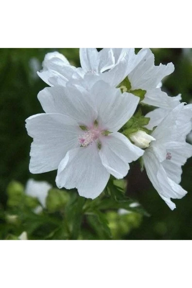 Muka Botanik 5 Adet Hollyhock (malva Moschata White) Tohumu - Resim 2