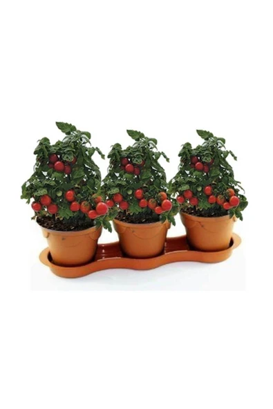 Muka Botanik Cherry Saksılık Domates Tohumu 20 Adet Tohum - Resim 2