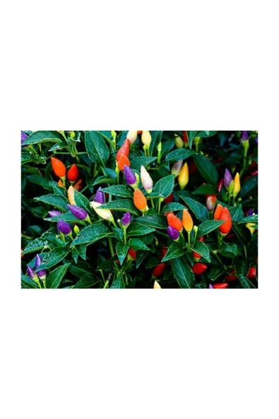 Muka Botanik Yediveren Acı Süs Biberi Tohumu 100 Adet Biber Tohumu - Resim 2