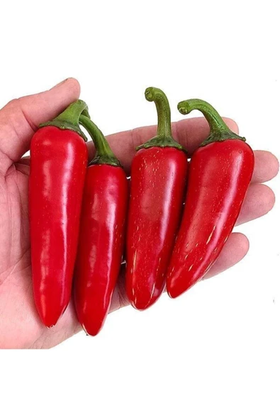 Muka Botanik 10 Adet Kırmızı Jalapeno Biber Tohumu ürün görseli