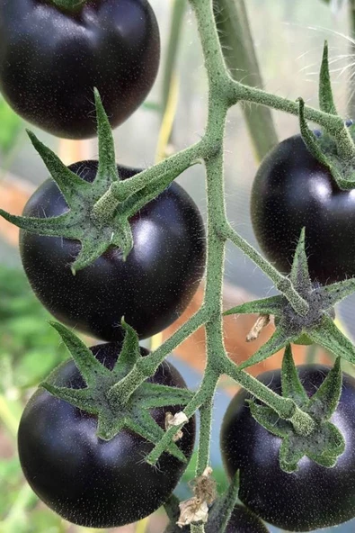Muka Botanik Siyah Kumato Domatesi Tohumu / Eko Paket 25 + Adet Tohum - Resim 2