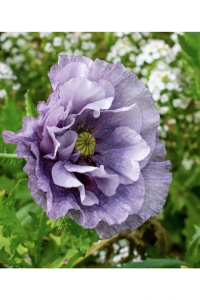 Muka Botanik 10 Adet Amazing Grey Poppy Tohumu ürün görseli