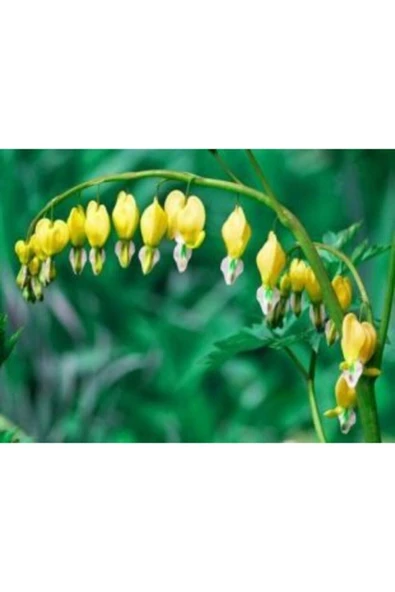 Muka Botanik Ithal Sarı Dicentra Çiçeği Tohumu Ekim Seti - Resim 2