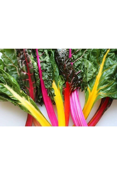 Muka Botanik 20 Adet Rainbow Swiss Pazı Tohumu ürün görseli