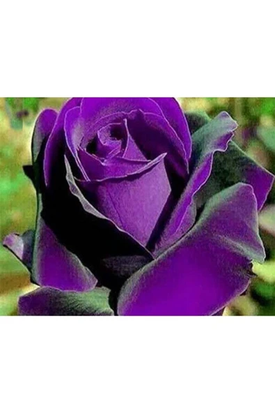 Muka Botanik 5 Adet Dragon Rose Purple Tohumu ürün görseli