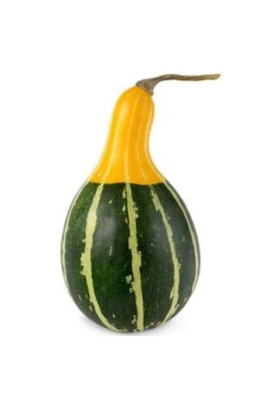 Muka Botanik Nadir Sarı Yeşil Süs Kabağı Tohumu Ekim Seti - Resim 2