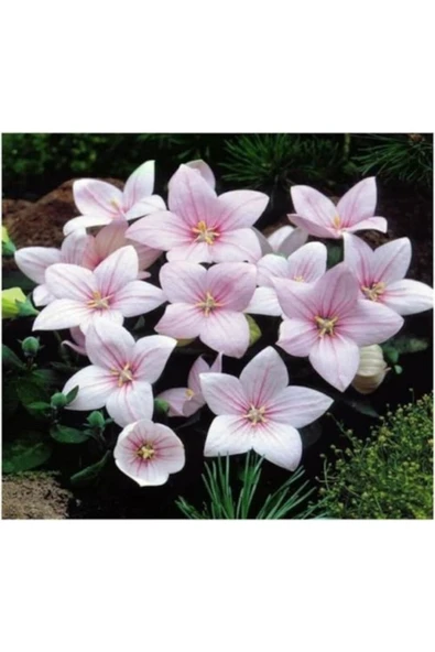 Muka Botanik 5 Adet Josam Pink Platycodon Tohumu ürün görseli