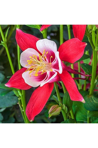 Muka Botanik 5 Adet Crimson Star Columbine Tohumu - Resim 5