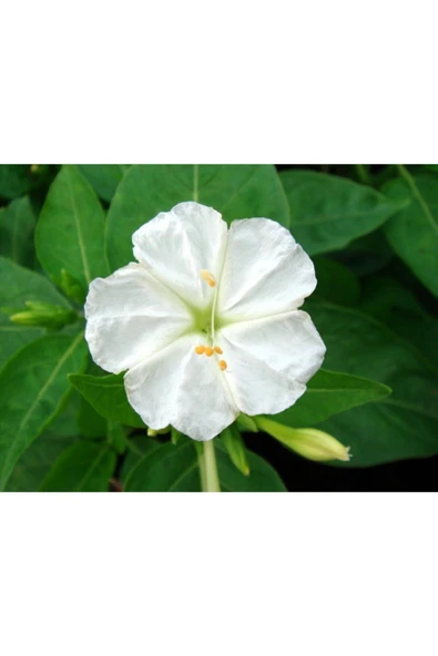 Muka Botanik 5 Adet Beyaz Sarmaşık Çiçeği (gündüz Sefası) Tohumu ürün görseli