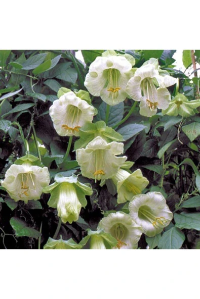 Muka Botanik Beyaz Kokulu Katedral Çanı Sarmaşık Çiçek Tohumu 10 15 Adet ürün görseli