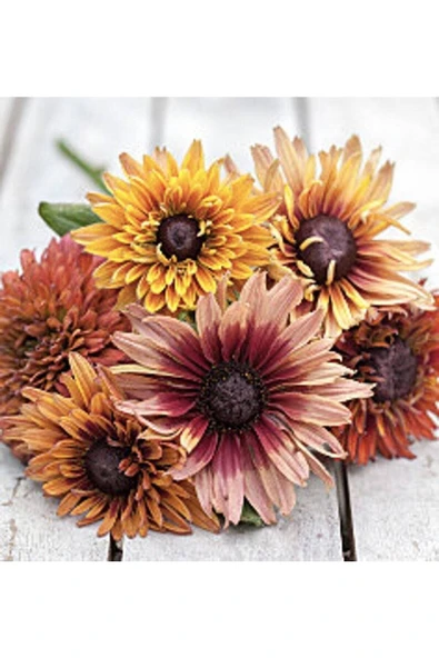 Muka Botanik 10 Adet Sahara Rubeckia Mix Tohumu - Resim 3