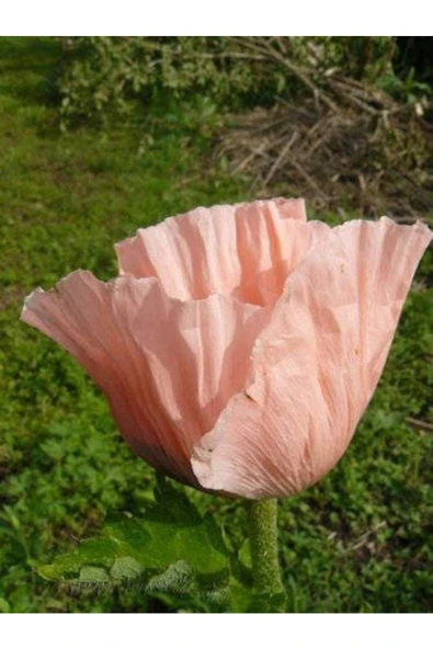 Muka Botanik 5 Adet Princess Victoria Louise Orıental Poppy Tohumu - Resim 3