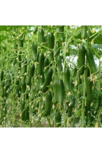 Muka Botanik Erkenci Sırık Salatalık Tohumu Ekim Seti - Resim 4