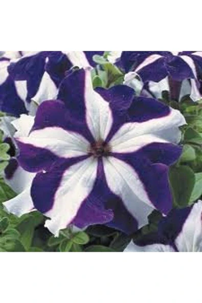 Muka Botanik 10 Adet Natural Trailing Petunia Purple Star Tohumu - Resim 5