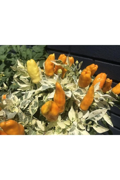 Muka Botanik 20 Adet Nadir Portakal Rengi Süs Biberi Tohumu - Resim 2