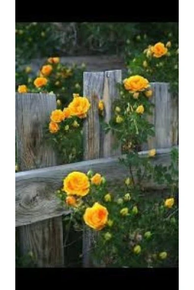 Muka Botanik Ithal Sırık Sarı Gül Tohumu Ekim Seti - Resim 3